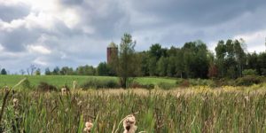 Water tower among the reeds.